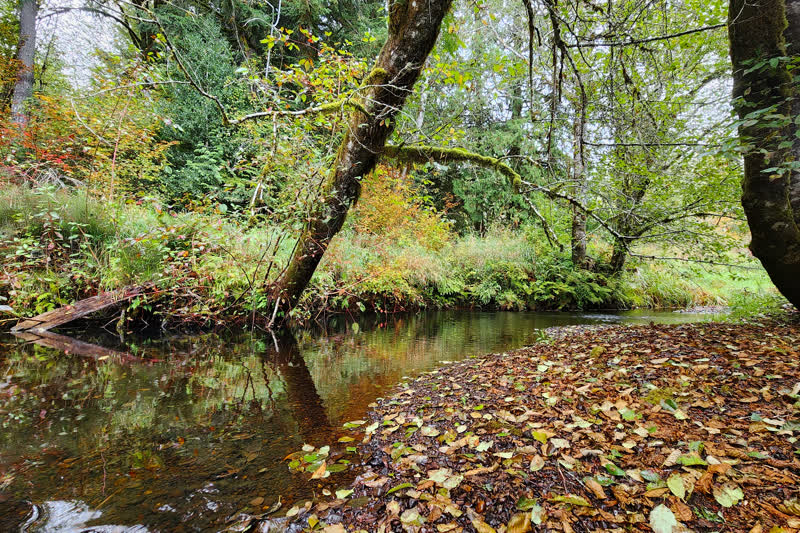 Sherman Valley Home real estate photography &mdash; The creek, Olympia, WA